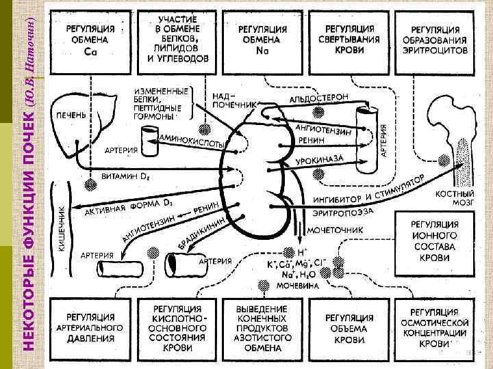 НЕКОТОРЫЕ ФУНКЦИИ ПОЧЕК (Ю. В. Наточин) 
