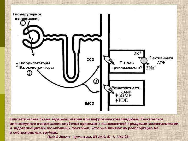 Гломерулярное повреждение Вазодилататоры Вазоконстрикторы CCD ENa. C проницаемости? активности АТФ Резистентность к ANP IMCD
