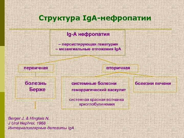 Структура Ig. A-нефропатии 