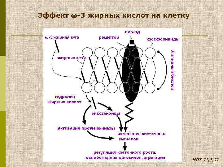 Эффект ω-3 жирных кислот на клетку лиганд ω-3 жирная к-та рецептор фосфолипиды Липидный бислой