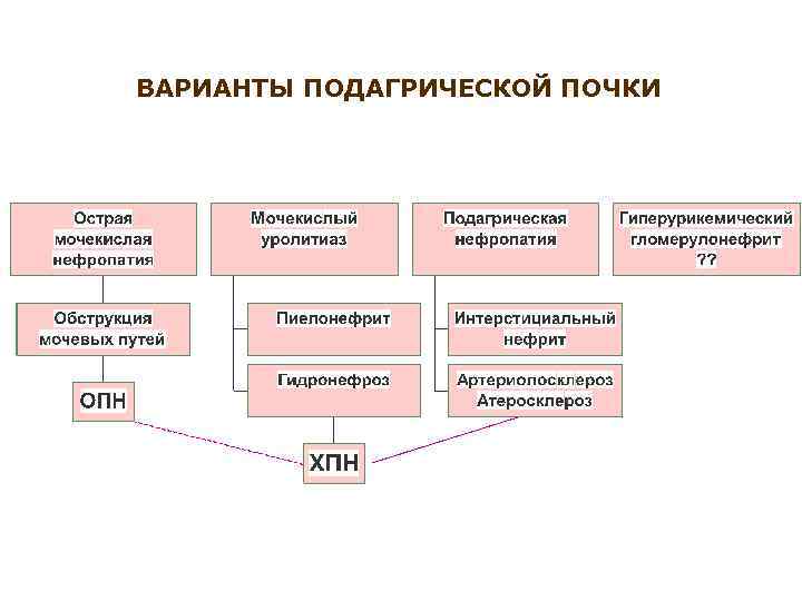 ВАРИАНТЫ ПОДАГРИЧЕСКОЙ ПОЧКИ 