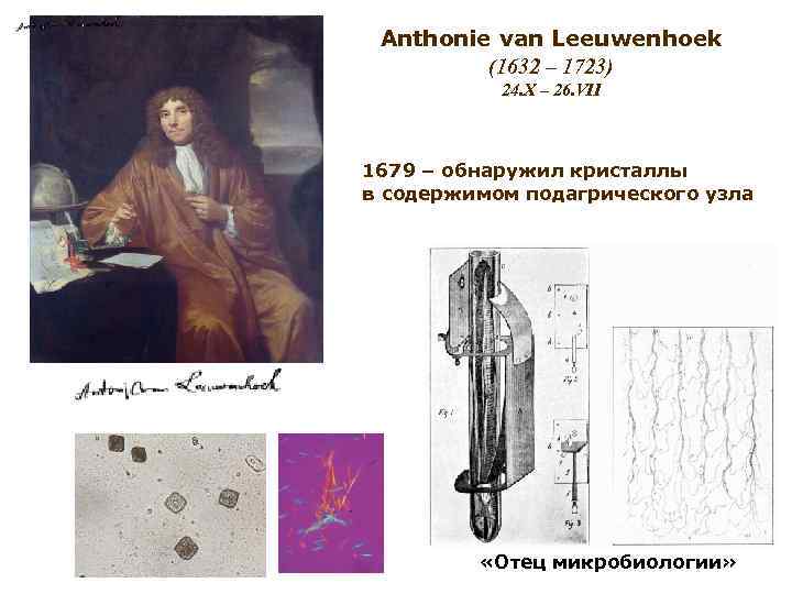 Anthonie van Leeuwenhoek (1632 – 1723) 24. X – 26. VII 1679 – обнаружил