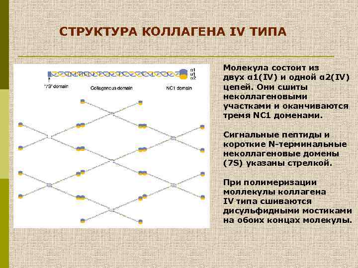 СТРУКТУРА КОЛЛАГЕНА IV ТИПА Молекула состоит из двух α 1(IV) и одной α 2(IV)