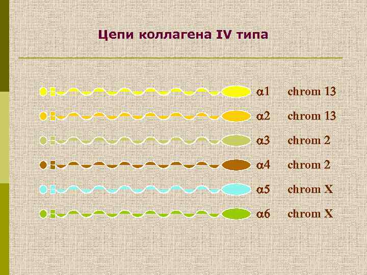 Цепи коллагена IV типа chrom chrom X 