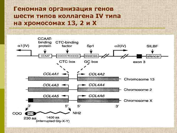 Геномная организация генов шести типов коллагена IV типа на хромосомах 13, 2 и Х