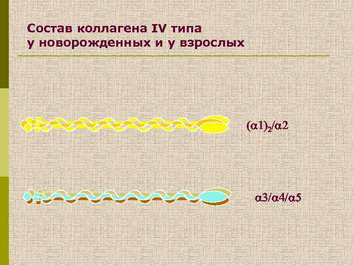 Состав коллагена IV типа у новорожденных и у взрослых 