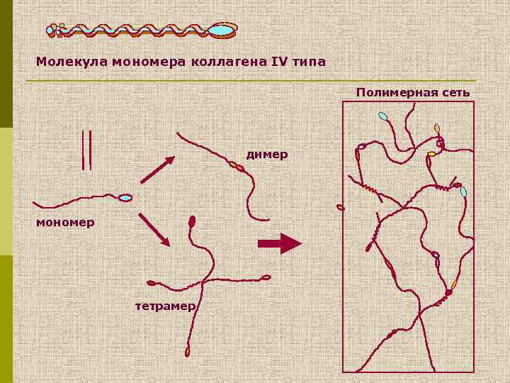 Молекула мономера коллагена IV типа Полимерная сеть димер мономер тетрамер 