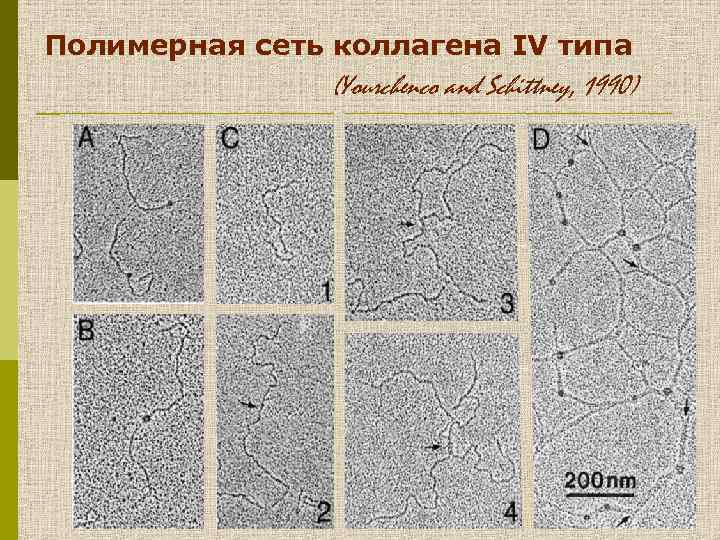 Полимерная сеть коллагена IV типа (Yourchenco and Schittney, 1990) 