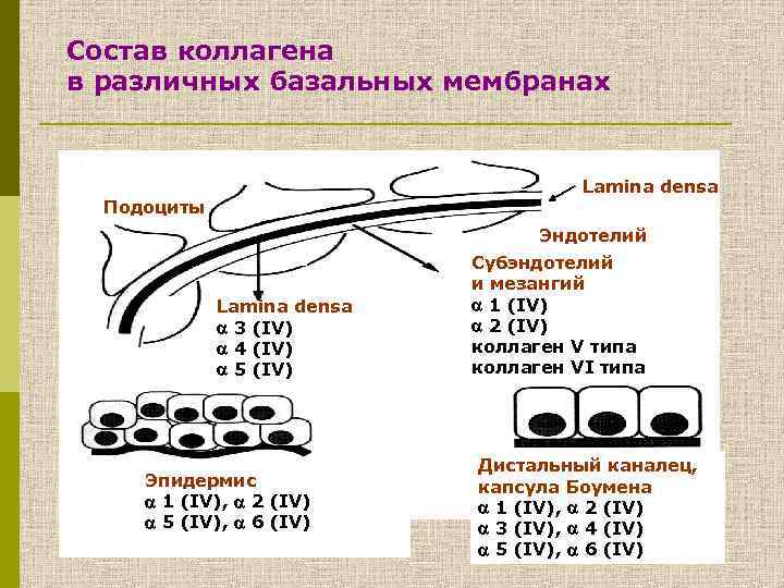 Состав коллагена в различных базальных мембранах Lamina densa Подоциты Эндотелий Lamina densa 3 (IV)