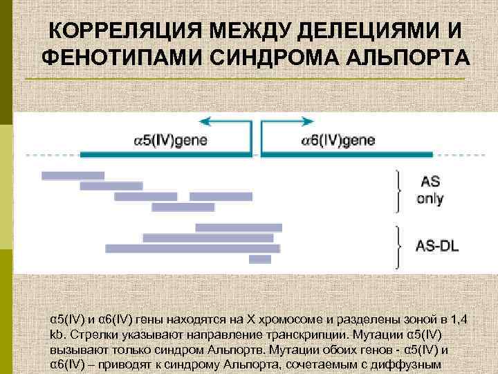 КОРРЕЛЯЦИЯ МЕЖДУ ДЕЛЕЦИЯМИ И ФЕНОТИПАМИ СИНДРОМА АЛЬПОРТА α 5(IV) и α 6(IV) гены находятся