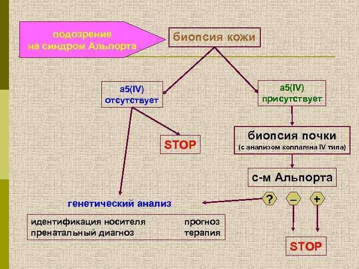 подозрение на синдром Альпорта биопсия кожи a 5(IV) присутствует a 5(IV) отсутствует STOP биопсия