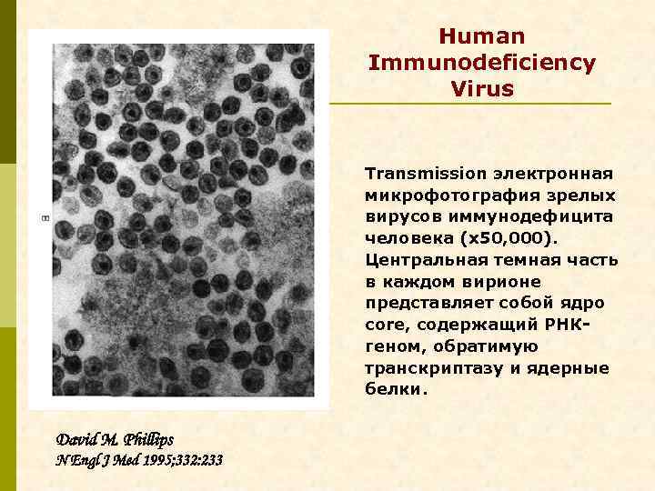 Human Immunodeficiency Virus Transmission электронная микрофотография зрелых вирусов иммунодефицита человека (x 50, 000). Центральная