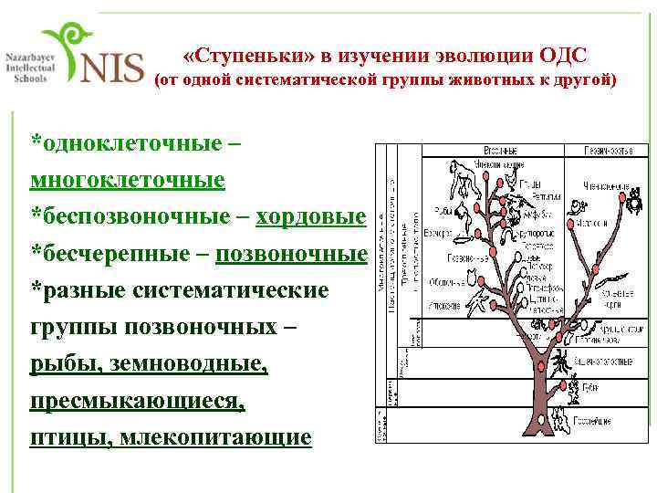  «Ступеньки» в изучении эволюции ОДС (от одной систематической группы животных к другой) *одноклеточные