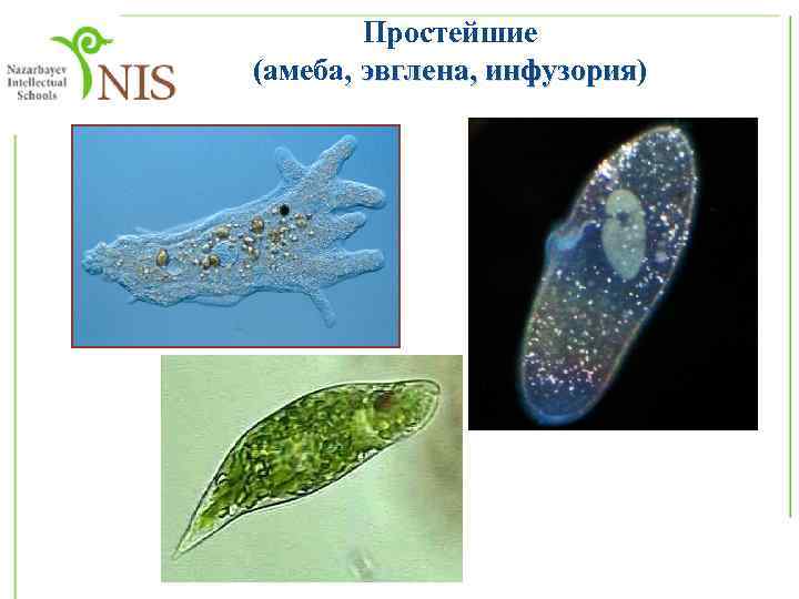 Простейшие (амеба, эвглена, инфузория) эвглена, инфузория 