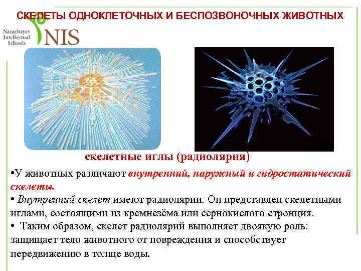 СКЕЛЕТЫ ОДНОКЛЕТОЧНЫХ И БЕСПОЗВОНОЧНЫХ ЖИВОТНЫХ скелетные иглы (радиолярия) • У животных различают внутренний, наружный