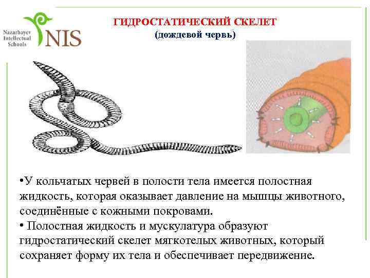 У всех позвоночных существует единый план формирования тканей и органов который ясно виден