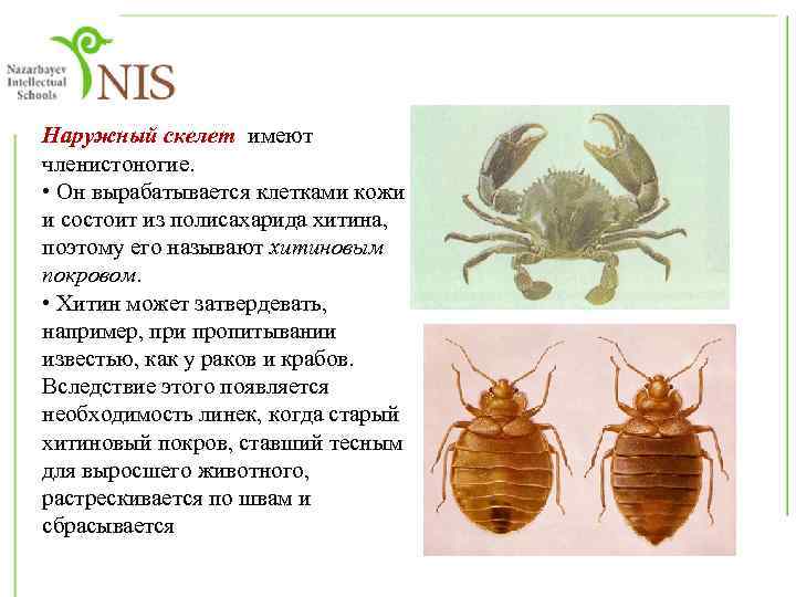 Наружный скелет имеют членистоногие. • Он вырабатывается клетками кожи и состоит из полисахарида хитина,