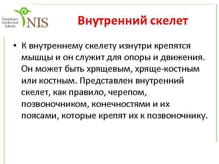 Внутренний скелет • К внутреннему скелету изнутри крепятся мышцы и он служит для опоры