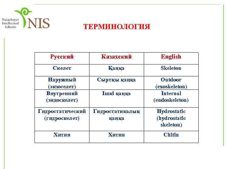 ТЕРМИНОЛОГИЯ Русский Казахский Еnglish Скелет Қаңқа Skeleton Наружный (экзоселет) Внутренний (эндоскелет) Сыртқы қаңқа Outdoor