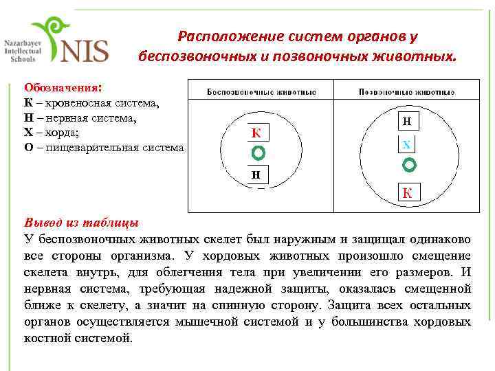 Расположение систем органов у беспозвоночных и позвоночных животных. Обозначения: К – кровеносная система, Н