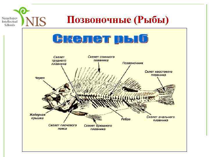 Позвоночные (Рыбы) 