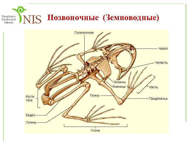 Позвоночные (Земноводные) 