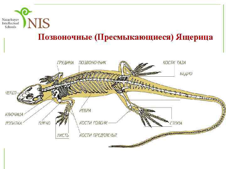 Позвоночные (Пресмыкающиеся) Ящерица 