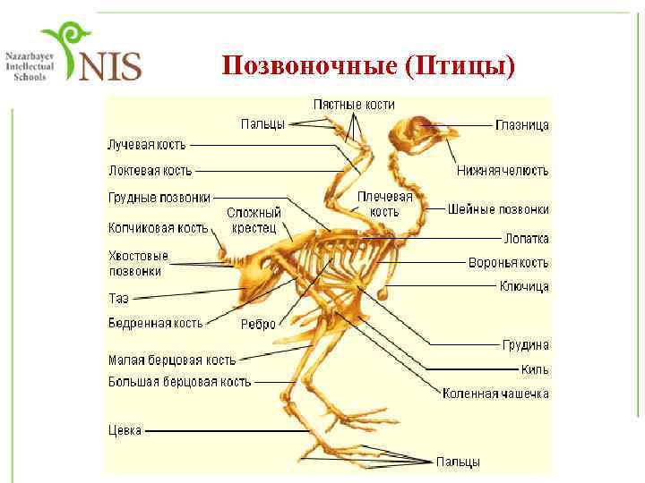 Позвоночные (Птицы) 