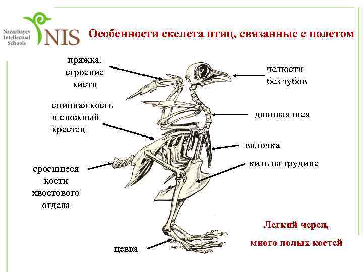 Чем отличается скелет птиц от пресмыкающихся