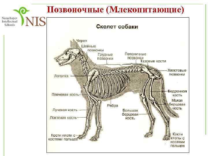 Позвоночные (Млекопитающие) 