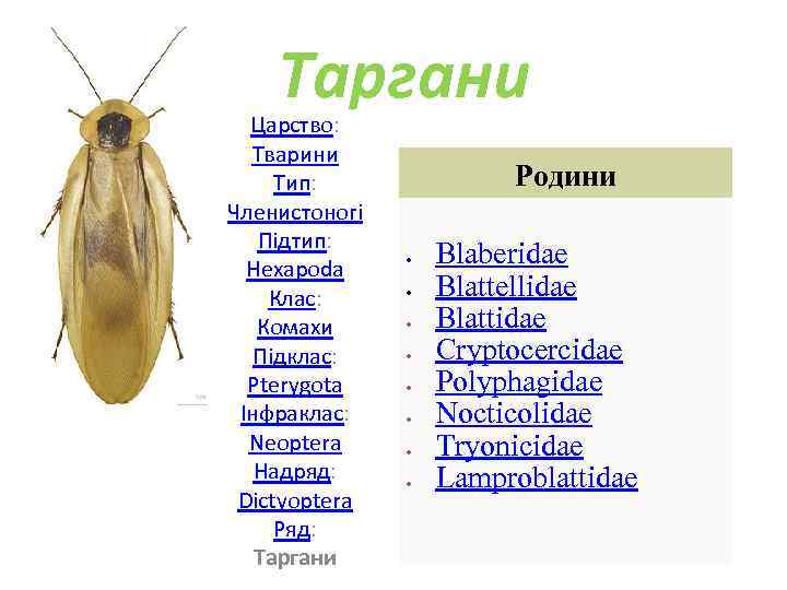Таргани Царство: Тварини Тип: Членистоногі Підтип: Hexapoda Клас: Комахи Підклас: Pterygota Інфраклас: Neoptera Надряд: