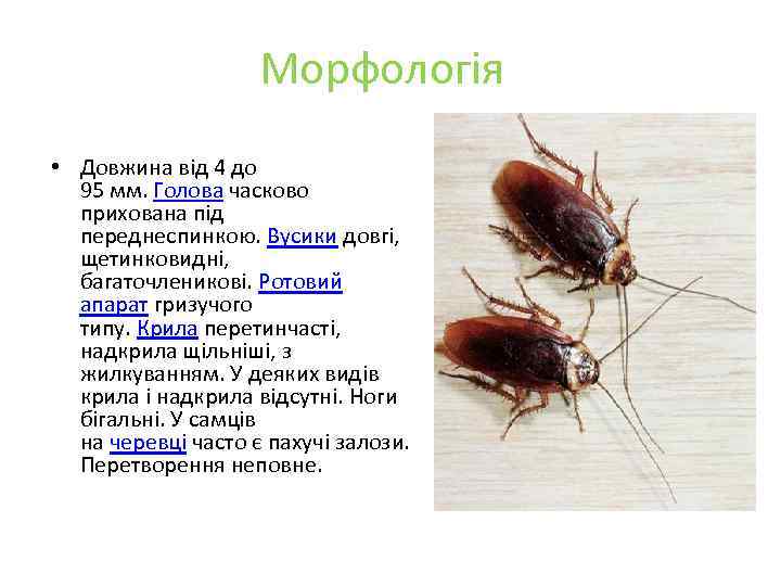 Морфологія • Довжина від 4 до 95 мм. Голова часково прихована під переднеспинкою. Вусики