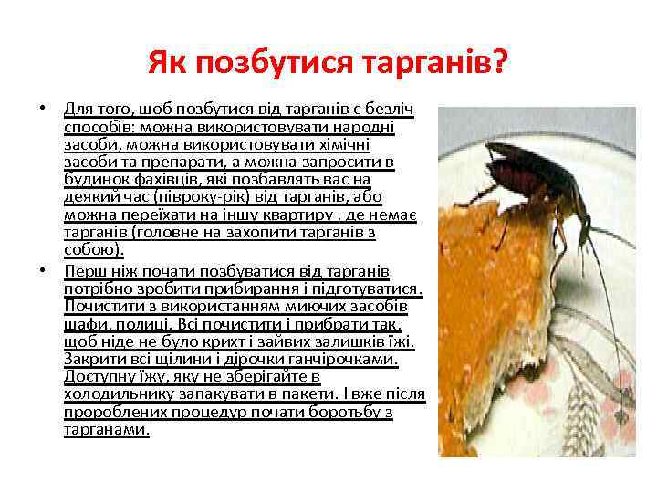 Як позбутися тарганів? • Для того, щоб позбутися від тарганів є безліч способів: можна