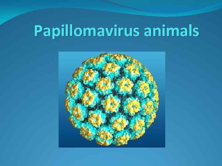 Papillomavirus animals 