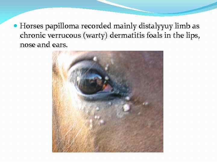  Horses papilloma recorded mainly distalyyuy limb as chronic verrucous (warty) dermatitis foals in