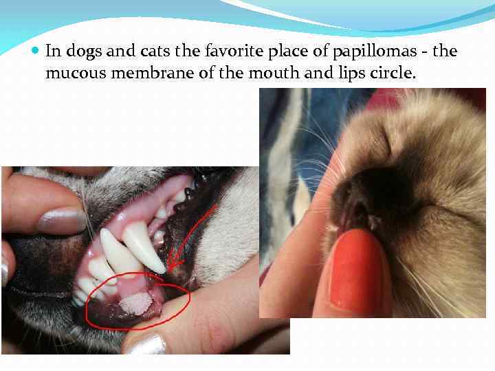  In dogs and cats the favorite place of papillomas - the mucous membrane