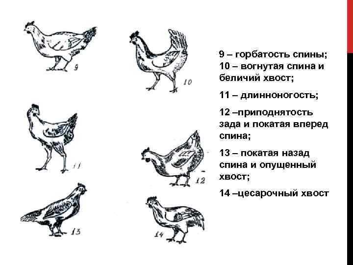 9 – горбатость спины; 10 – вогнутая спина и беличий хвост; 11 – длинноногость;