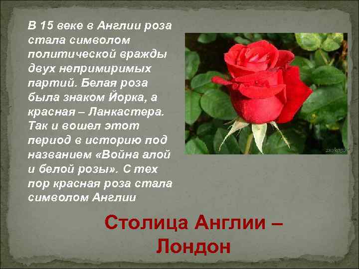 В 15 веке в Англии роза стала символом политической вражды двух непримиримых партий. Белая