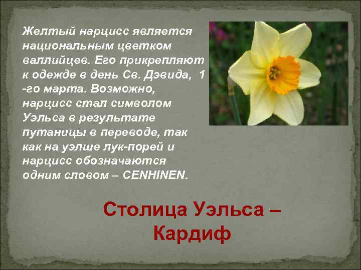 Желтый нарцисс является национальным цветком валлийцев. Его прикрепляют к одежде в день Св. Дэвида,