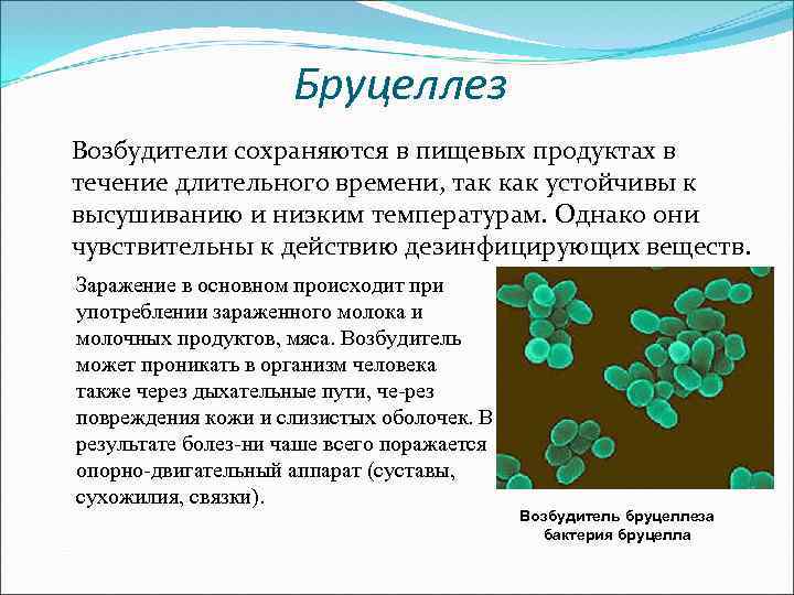 Бруцеллез Возбудители сохраняются в пищевых продуктах в течение длительного времени, так как устойчивы к