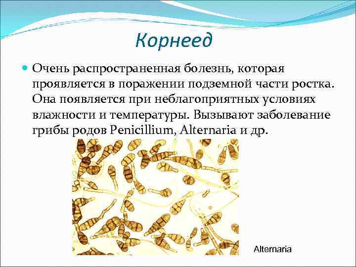 Корнеед Очень распространенная болезнь, которая проявляется в поражении подземной части ростка. Она появляется при