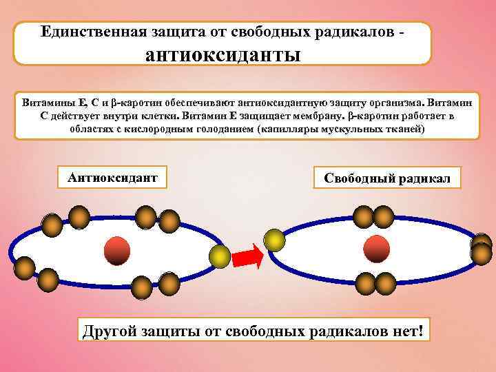 Единственная защита от свободных радикалов - антиоксиданты Витамины Е, С и β-каротин обеспечивают антиоксидантную