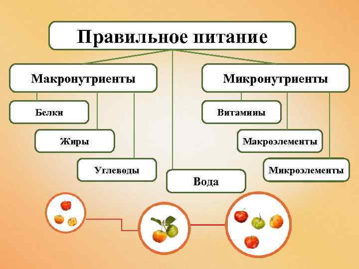 Правильное питание Макронутриенты Белки Микронутриенты Витамины Макроэлементы Жиры Углеводы Вода Микроэлементы 