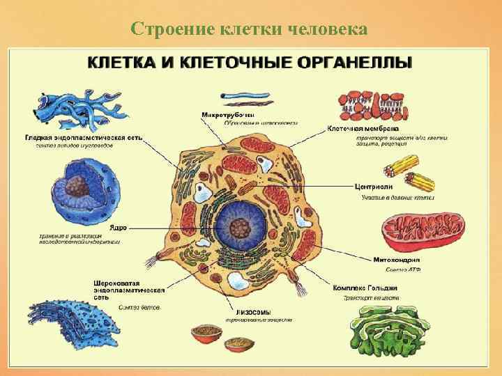 Строение клетки человека 