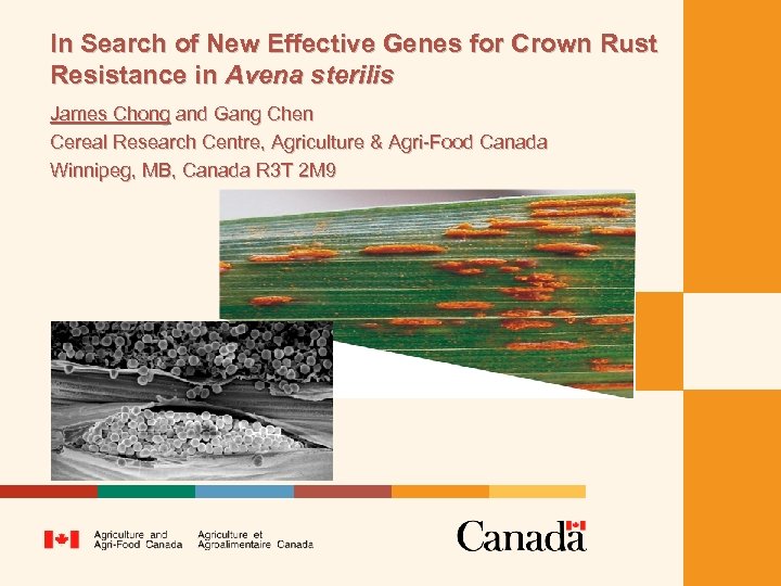 In Search of New Effective Genes for Crown Rust Resistance in Avena sterilis James
