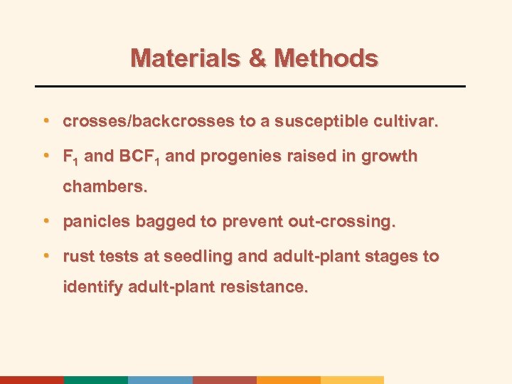 Materials & Methods • crosses/backcrosses to a susceptible cultivar. • F 1 and BCF