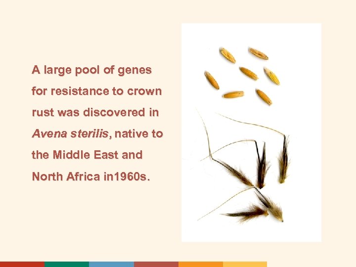 A large pool of genes for resistance to crown rust was discovered in Avena