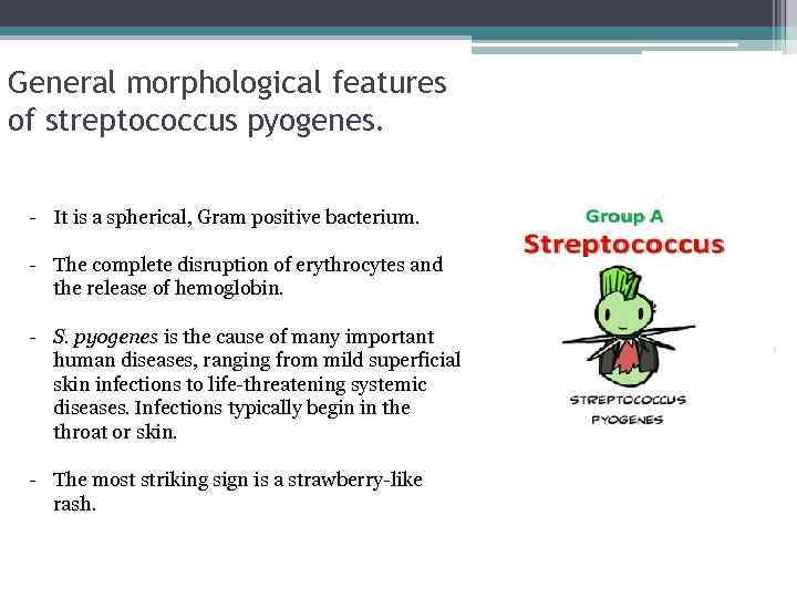 General morphological features of streptococcus pyogenes. - It is a spherical, Gram positive bacterium.