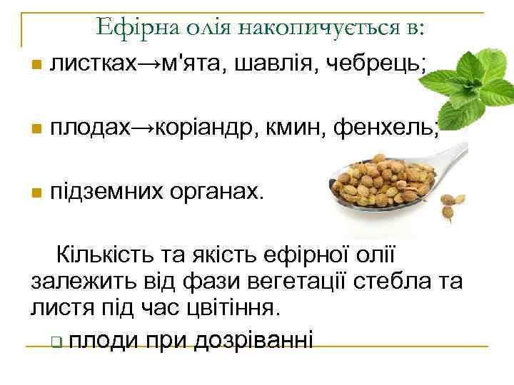 Ефірна олія накопичується в: n листках→м'ята, шавлія, чебрець; n плодах→коріандр, кмин, фенхель; n підземних