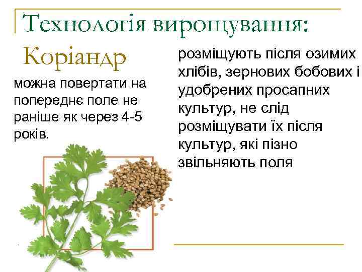 Технологія вирощування: розміщують після озимих Коріандр хлібів, зернових бобових і можна повертати на попереднє